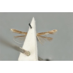 /filer/webapps/moths_gc/media/images/M/maculosa_Cuphodes_PLT_ANIC31-087223_ventral.jpg