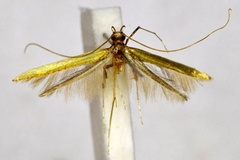 Caloptilia ariana