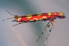Macarostola zehntneri
