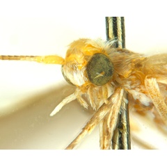 /filer/webapps/moths_gc/media/images/T/trigonophora_Epicephala_AF41_head2_ANIC.jpg