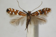Phyllonorycter nigrescentella