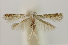 Acrocercops marmaritis