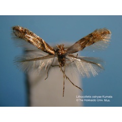 /filer/webapps/moths_gc/media/images/O/ostryae_Phyllonorycter_HT_EIHU.jpg