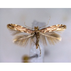 /filer/webapps/moths_gc/media/images/S/sagitella_Phyllonorycter_A_EIHU.jpg