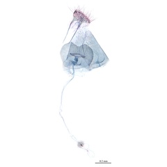 /filer/webapps/moths_gc/media/images/S/stenopterae_Phyllonorycter_PT_GF_Lu-etal_2025_458.jpg