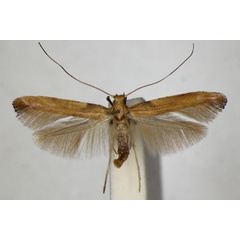 /filer/webapps/moths_gc/media/images/C/coruscans_schinella_Caloptilia_A_ZSM.jpg