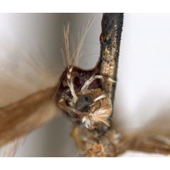 /filer/webapps/moths_gc/media/images/L/leptalea_Acrocercops_ST2_head_ANIC.jpg
