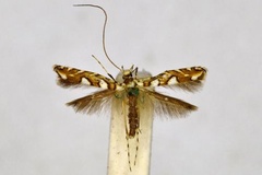 Acrocercops calicella