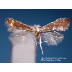 /filer/webapps/moths_gc/media/images/A/acutissimae_Phyllonorycter_HT_EIHU.jpg