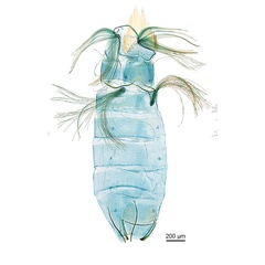 /filer/webapps/moths_gc/media/images/K/kuranda_Liocrobyla_PT4_GM_abdomen_ANIC.jpg