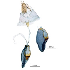 /filer/webapps/moths_gc/media/images/N/niphadias_Cuphodes_GF_ANIC.jpg