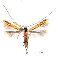 /filer/webapps/moths_gc/media/images/M/maculosa_Cuphodes_F_NULT022737_ANIC.jpg