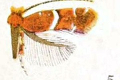 Cameraria castaneaeella
