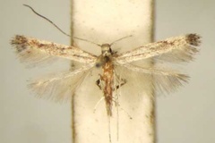 Phodoryctis dolichophila