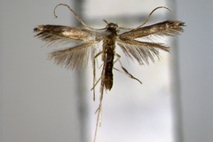Phodoryctis caerulea