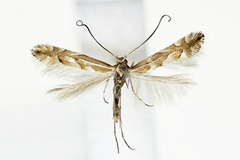 Phyllonorycter cretata