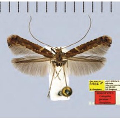 /filer/webapps/moths_gc/media/images/J/jurateae_Caloptilia_Plant_2022_32c.jpg