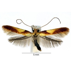 /filer/webapps/moths_gc/media/images/A/alchimiella_Caloptilia_iM_02_LR.jpg