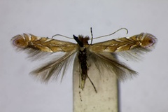 Phyllonorycter messaniella