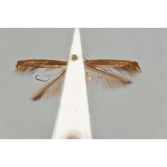 /filer/webapps/moths_gc/media/images/F/fluorescens_nereis_Acrocercops_ST_ANIC31-087241_ventral.jpg
