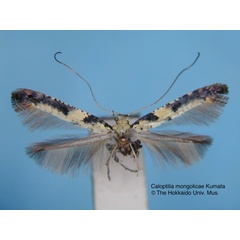 /filer/webapps/moths_gc/media/images/M/mongolicae_Caloptilia_HT_EIHU.jpg