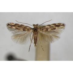 /filer/webapps/moths_gc/media/images/C/comparella_Phyllonorycter_A_ZSM.jpg