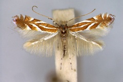 Phyllonorycter kusdasi
