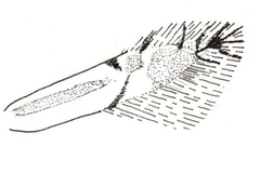Phyllocnistis faureae