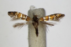 Phyllonorycter stettinensis