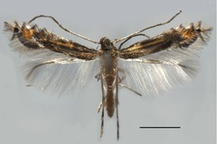 Phyllocnistis podocarpa