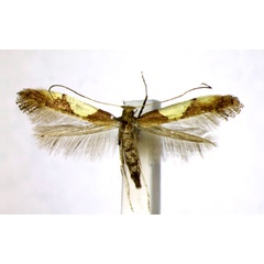 /filer/webapps/moths_gc/media/images/B/bimaculatella_Caloptilia_AF_Landry.jpg