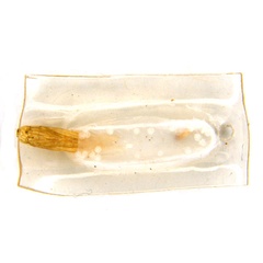 /filer/webapps/moths_gc/media/images/X/xerocarpa_Epicephala_PTM_pupa_ANIC.jpg