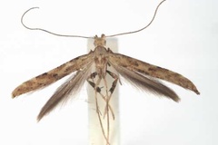 Caloptilia ingrata