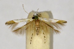 Cuphodes niphadias