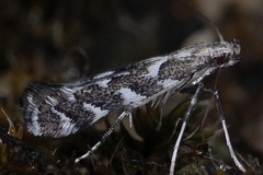 Leucospilapteryx omissella