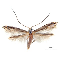 /filer/webapps/moths_gc/media/images/B/breyniphaga_Epicephala_HT_ANIC.jpg