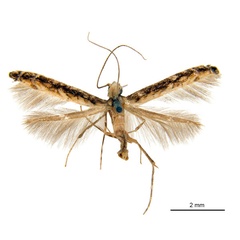 /filer/webapps/moths_gc/media/images/O/ochridorsellum_Diphtheroptila_AF1_ANIC.jpg