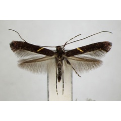 /filer/webapps/moths_gc/media/images/S/semifasciella_Caloptilia_A_ZSM.jpg