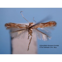 /filer/webapps/moths_gc/media/images/H/hikosana_Phyllonorycter_HT_EIHU.jpg