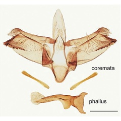 /filer/webapps/moths_gc/media/images/B/baranchikovi_Micrurapteryx_GM_HT_Kirichenko-et-al_2021_142.jpg