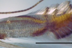 Phyllocnistis indistincta