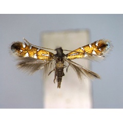 /filer/webapps/moths_gc/media/images/L/lautella_Phyllonorycter_A_EIHU.jpg