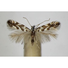 /filer/webapps/moths_gc/media/images/G/geniculella_Phyllonorycter_A_ZSM_2.jpg