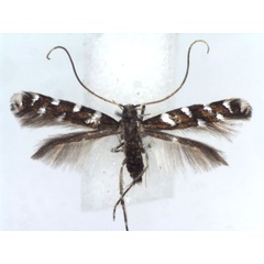 /filer/webapps/moths_gc/media/images/I/imperialella_Dialectica_A_JWDP.jpg