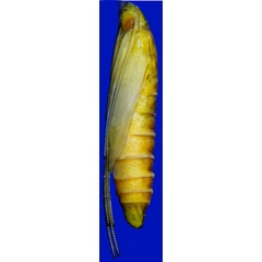 /filer/webapps/moths_gc/media/images/L/leguminivora_Adenogasteria_pupa2_Davis-et-al_2019.jpg