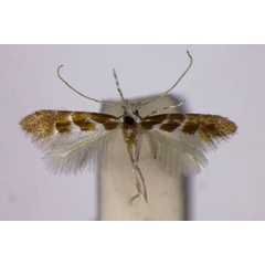 /filer/webapps/moths_gc/media/images/O/occitanica_Phyllonorycter_ST_BMNH.jpg