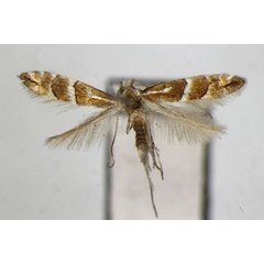 /filer/webapps/moths_gc/media/images/J/japonica_Phyllonorycter_PT_ZSM_2.jpg