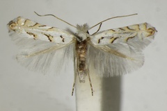 Phyllonorycter abrasella
