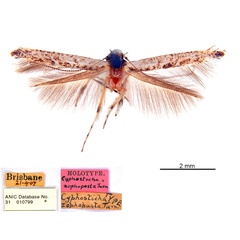 /filer/webapps/moths_gc/media/images/Z/zophopasta_Cuphodes_HT_ANIC.jpg