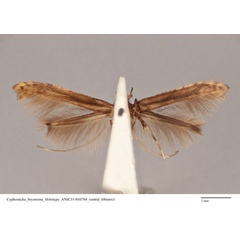 /filer/webapps/moths_gc/media/images/B/bryonoma_Caloptilia_ST_ANIC31-010784_ventral.jpg